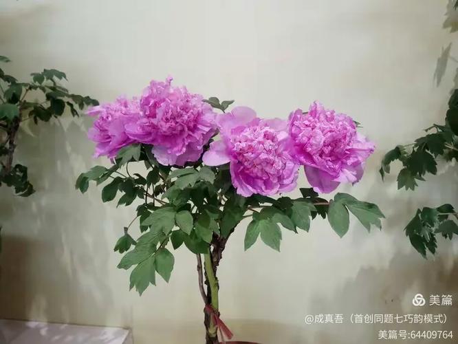 牡丹花语:圆满,浓情,富贵,吉祥,幸福,雍容华贵,国色天香!